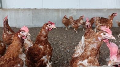 La OMS tiene una "gran preocupación" por que la gripe aviar se extienda a personas