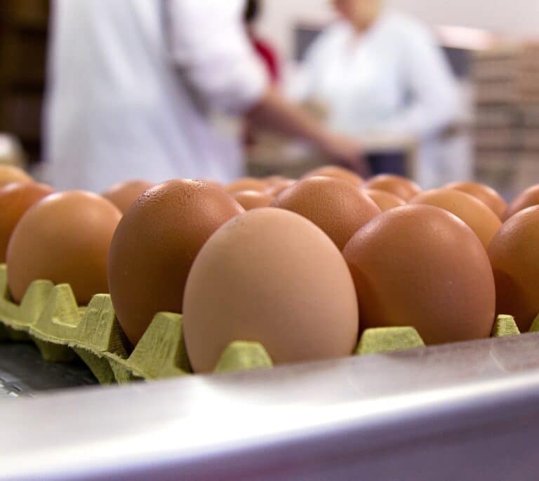 El alza de costes pone en apuros la transición hacia los huevos de gallinas sin jaulas