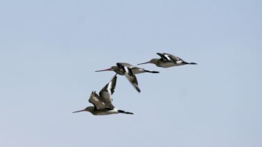 De Alaska a Tasmania: registrado el vuelo más largo de un pájaro