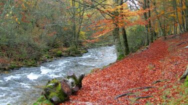 El Hayedo de Montejo, un bosque único e "imposible" para visitar a 100 kilómetros de Madrid