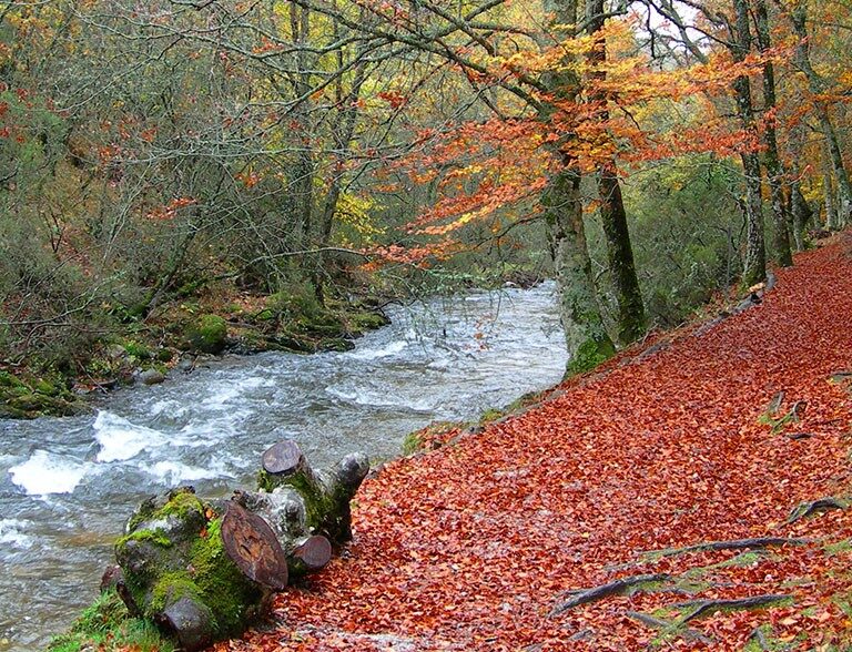 El Hayedo de Montejo, un bosque único e "imposible" para visitar a 100 kilómetros de Madrid