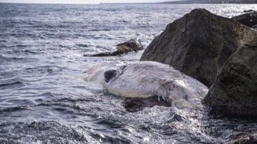 Aparece una ballena varada en el puerto de Barcelona