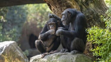 Muere Coco, el chimpancé nacido en Bioparc Valencia, por una meningoencefalitis