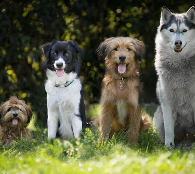 Así eran los perros domésticos que tenían los vascos hace 17.000 años