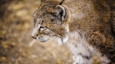 Muere en Doñana el ejemplar de lince ibérico más longevo del programa Ex-Situ a los 20 años