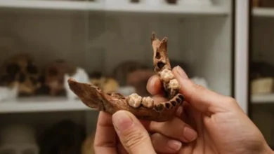 Hallan una mandíbula humana de hace 15.000 años en Tarragona