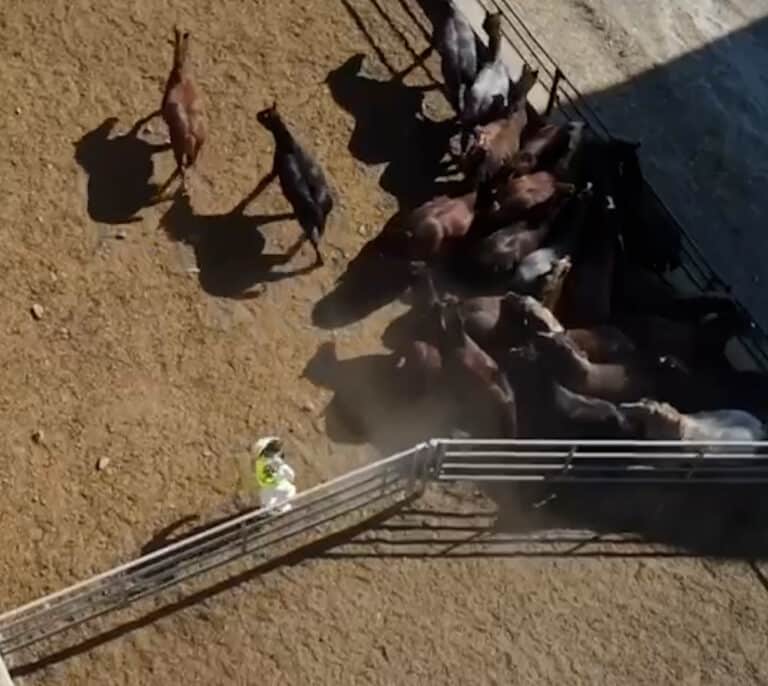 La Guardia Civil desarticula una organización que vendía carne de caballo maltratado no apta para consumo humano