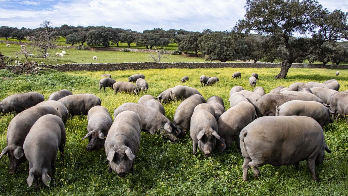 El cerdo español mira a Japón y Corea