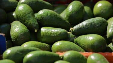 El 'oro verde' subirá de precio: la cosecha de aguacate en España se reducirá hasta un 40%