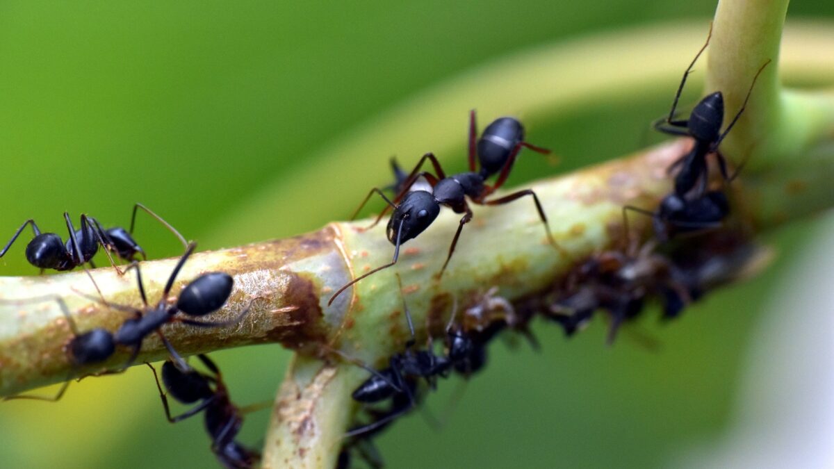 Hormigas negras