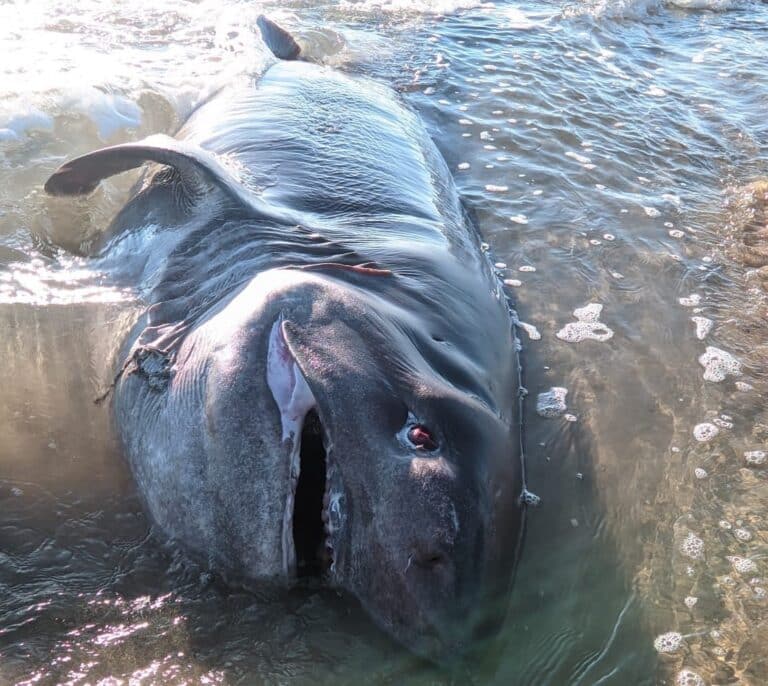 Aparece un tiburón de media tonelada muerto en una playa de Torrevieja