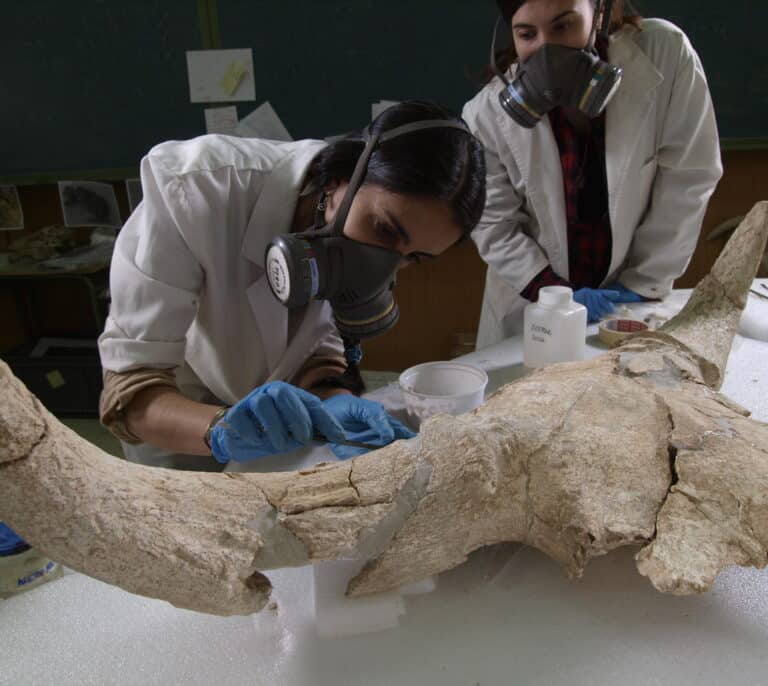 Descubren en Madrid un santuario con trofeos acumulados por varias generaciones de neandertales