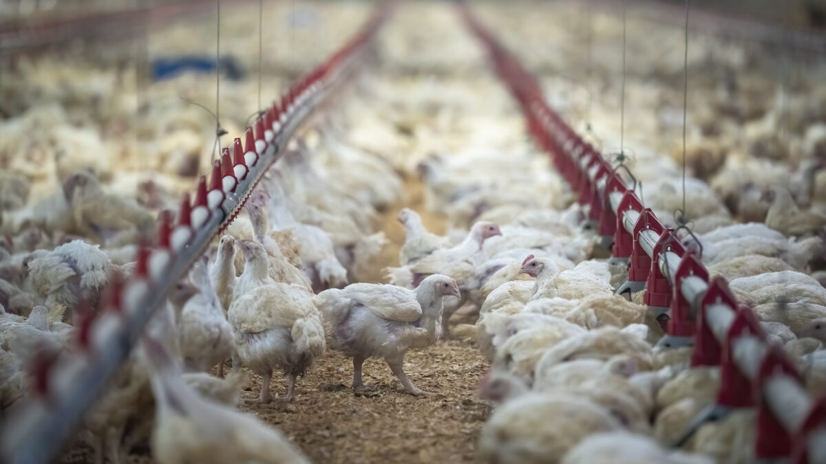 Imagen de archivo de una granja de pollos en Canadá.