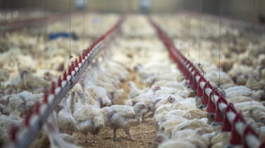 Cómo sería un brote de gripe aviar en humanos y cómo podemos afrontarlo