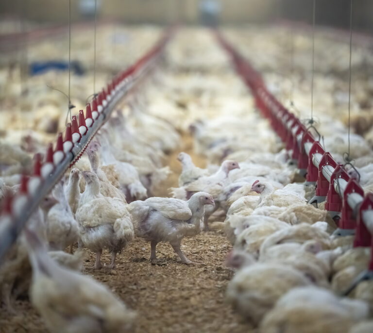 ¿Por qué Finlandia está vacunando contra la gripe aviar y Europa ha comprado 40 millones de dosis?