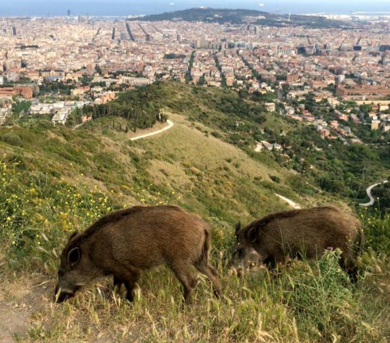 Jabalís radioactivos campan por Europa y no se debe sólo a Chernóbil