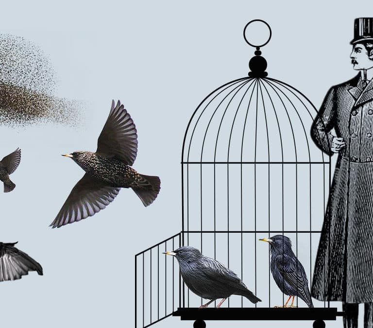 ‘El loco de los pájaros’ o cómo el amor por Shakespeare introdujo la mayor especie invasora en EEUU