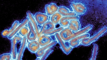 Alerta de la OMS por el virus de Marburgo: qué es, síntomas y cómo se contagia