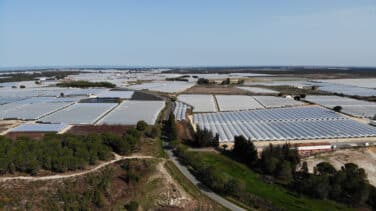 La legalización de cultivos en Doñana podría ser más del doble de la prevista por la Junta, según WWF