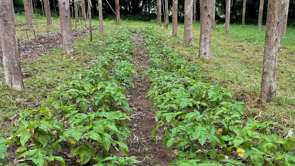 Cultivo de patatas bajo eucalipto.