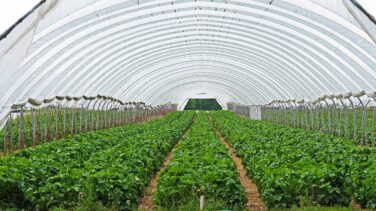 La crisis de los invernaderos europeos empuja el precio de las frutas y hortalizas españolas