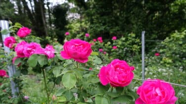 La última rosa de la Asturias minera y despoblada que tiene la llave para fabricar el perfume definitivo