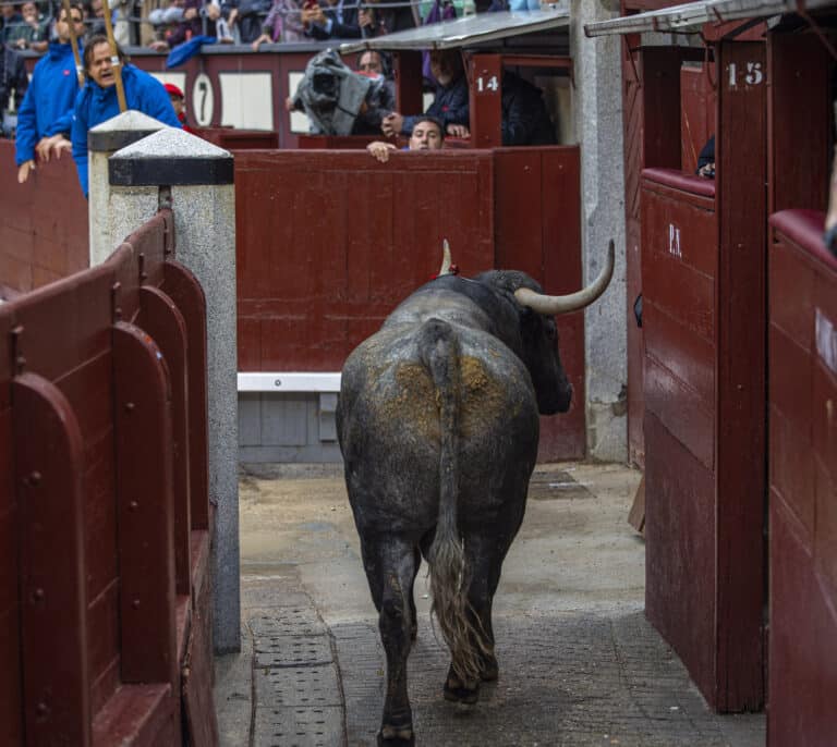 Así saltó al callejón de Las Ventas el sexto toro de Adolfo Martín