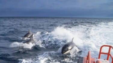 Las hipótesis detrás del "extraño" y "único" comportamiento de las orcas en las costas españolas