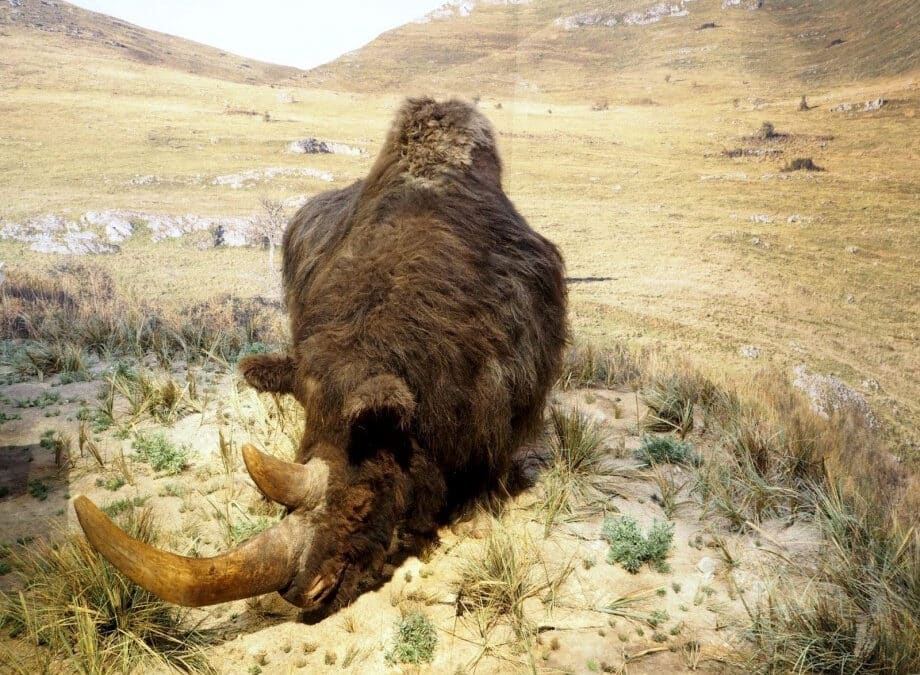 Hallan en Burgos los restos de un rinoceronte lanudo de 52.000 años de antigüedad