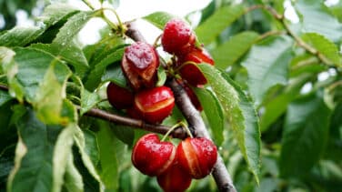 Ruina en el Valle del Jerte con las cerezas por el temporal de lluvias