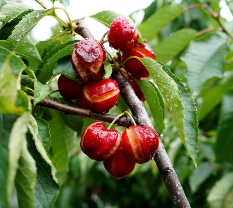 Ruina en el Valle del Jerte con las cerezas por el temporal de lluvias