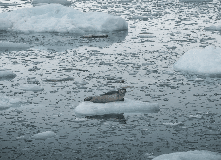 El hielo marino del Ártico podría desaparecer por completo en septiembre de 2030