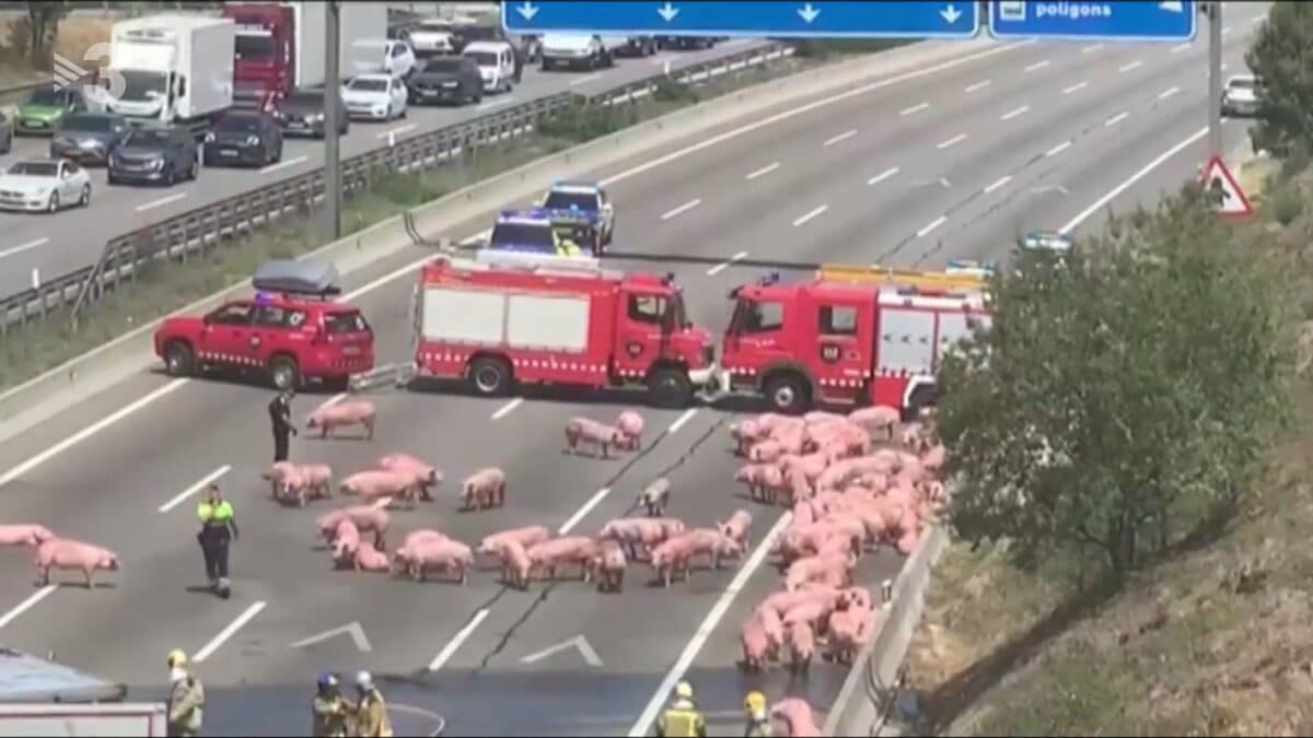 Imagen del accidente en la AP-7 con los cerdos sueltos