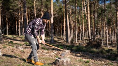 Fundación Artemisan denuncia un "exceso de proteccionismo" legal y pide flexibilizar la gestión forestal para prevenir incendios