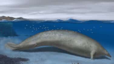 Los restos de una ballena extinta hallados en Perú sugieren que podría tratarse del animal más pesado de la historia