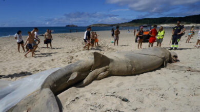 Encuentran un tiburón de casi ocho metros varado en una playa de Ferrol