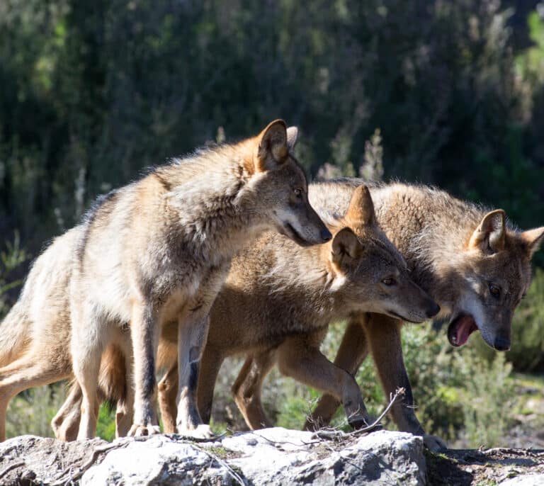 Von der Leyen 'abre' la veda del lobo y rearma al campo: "Es esperanzador"