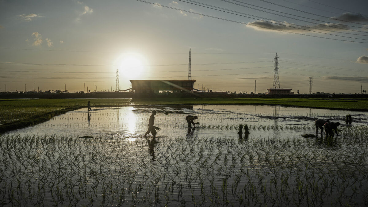 Plantación de arroz en Indonesia
