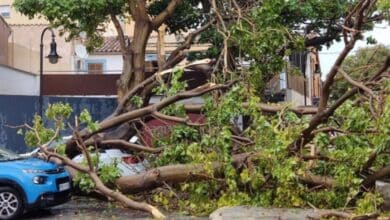 Un hombre de 70 años, herido tras caerle un árbol encima por culpa del temporal