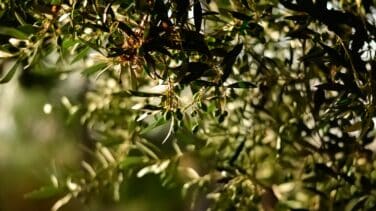 La escasez de lluvia condena al precio del aceite de oliva: solo el agua podrá frenar su encarecimiento