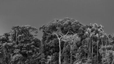 'Amazônia', el gran proyecto fotográfico de Sebastião Salgado toma Madrid
