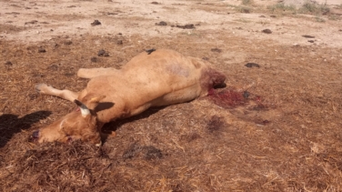 Salvaje ataque al ganado en Toledo: balazos y amputaciones para robar la carne