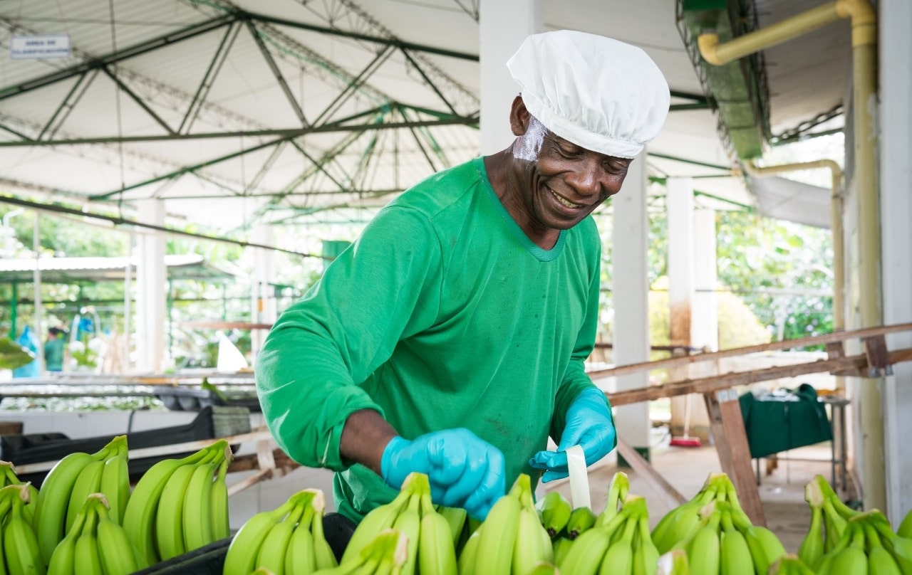 Un trabajador de una de las empresas socias de AUGURA, la asociación de bananeros de Colombia