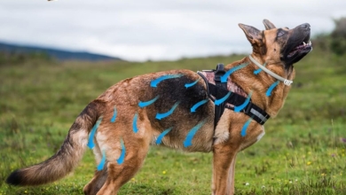 Los 10 mejores collares antipulgas y antiparasitarios para perros del 2024: marcas, precios y preguntas frecuentes