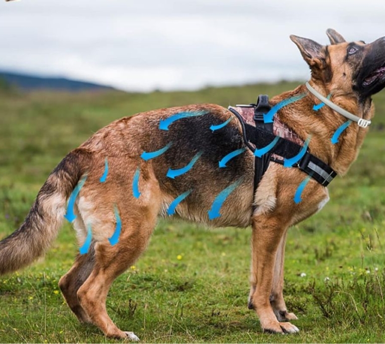 Los 10 mejores collares antipulgas y antiparasitarios para perros del 2024: marcas, precios y preguntas frecuentes