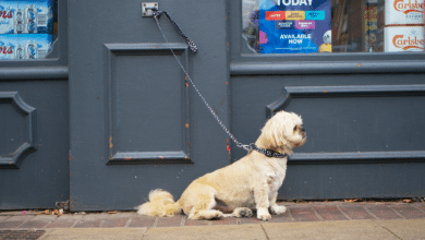 Esta es la multa por dejar a un perro atado en la calle según la nueva Ley de Bienestar Animal