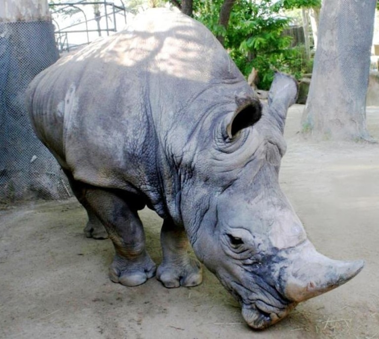 Muere en el Zoo de Barcelona Pedro, el rinoceronte blanco más longevo de Europa