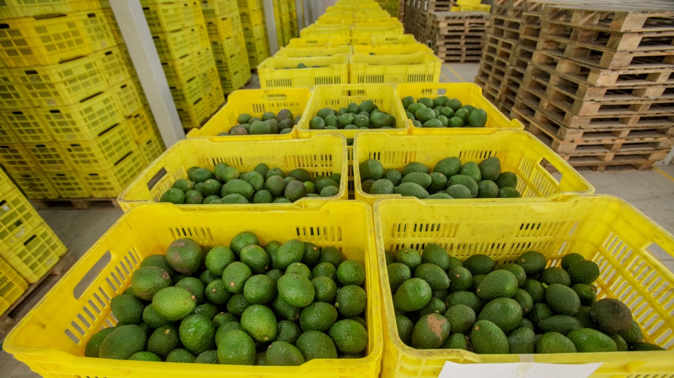 Avocado packaging plant in Mexico City (Mexico).
