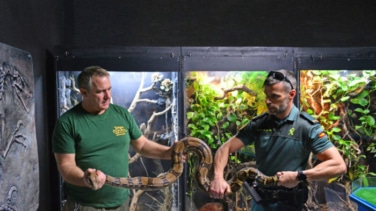 Una serpiente Boa prohibida para particulares se precipita a la calle desde un balcón