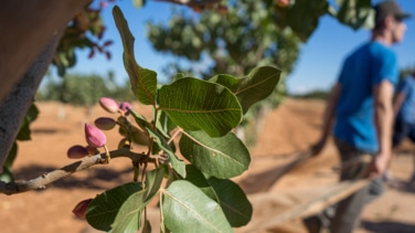 Pistacho, soja y aguacate: así han crecido los cultivos del 'futuro' en España desde 2011